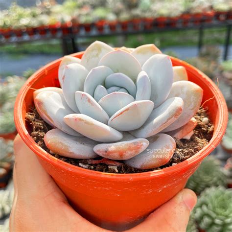 Echeveria Laui