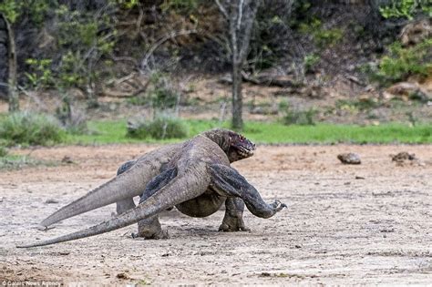 Pair Of Komodo Dragons Catch And Kill An Unsuspecting Goat In Indonesia