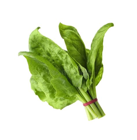 Bundle Of Fresh Spinach Isolated Stock Image Image Of Cuisine