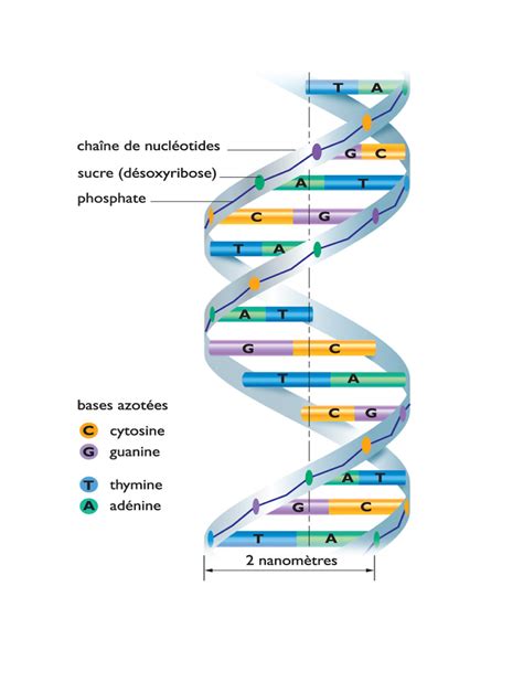 Nombre De Chromosomes Chez Le Chien Chien Nouvelles