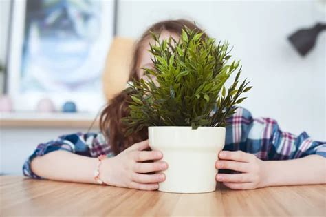 Ni A Se Esconde Detr S De La Planta De La Casa En Olla