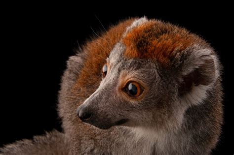 Endangered Female Crowned Lemur Eulemur Coronatus Joel Sartore