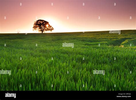 Sunrise Over Crop Field Blakeney Gloucestershire Stock Photo Alamy
