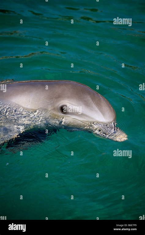 Cuba Dolphin Stock Photos And Cuba Dolphin Stock Images Alamy