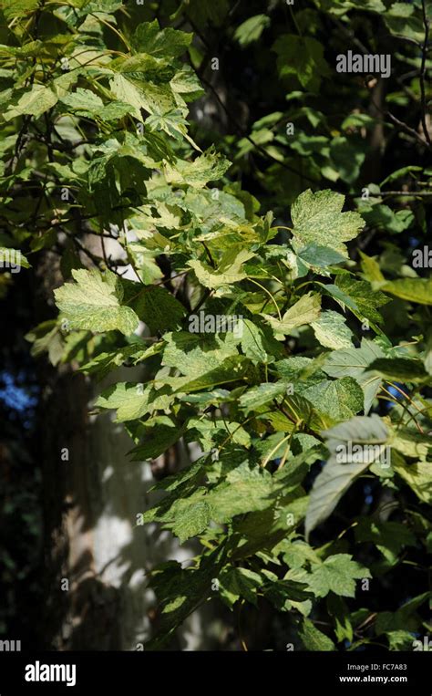 Acer pseudoplatanus leopoldii fotografías e imágenes de alta resolución