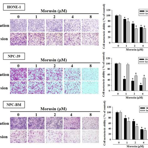 Morusin Suppresses The Cell Migration And Invasion Of Npc Cells A