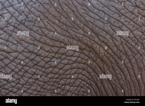 Elephant skin texture hi-res stock photography and images - Alamy