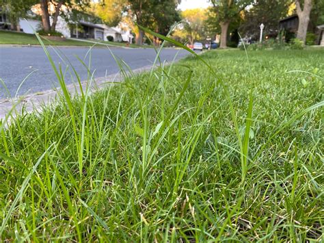 How To Eliminate Quackgrass In Your Lawn A Guide My Heart Lives Here