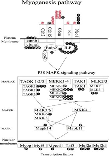 Comprehensive Analysis Of The Proteome And PTMomes Of C2C12 Myoblasts