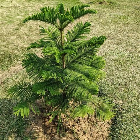 Araucaria luxurians stock photo. Image of araucariaceae - 175243756