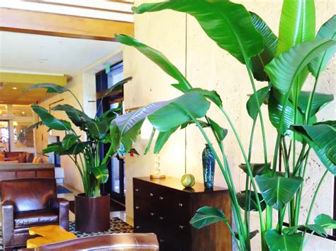 Interior Landscape Gallery - Plant Care Interiorscapes