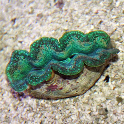 Bluegreen Crocea Clam Tridacna Crocea Small