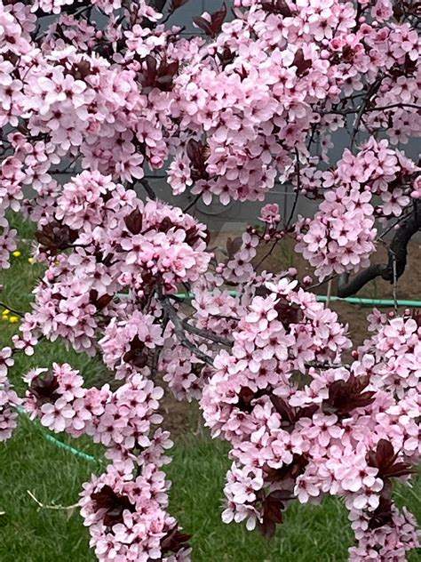 Flowering Plum Tree By Snoogaloo On Deviantart