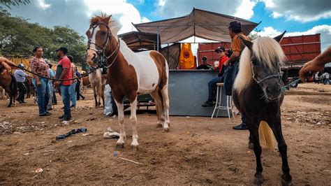 Feira De Cavalo De Caruaru Pe A Partir De Oo Reais Hoje Ter A Feira