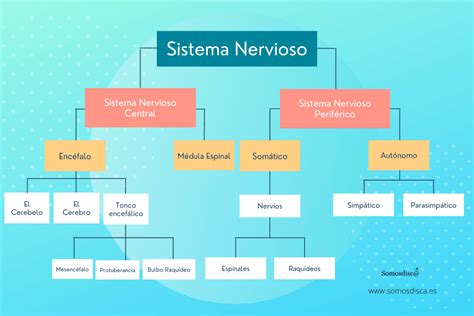 infografía del sistema nervioso central Somosdisc