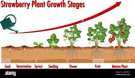 Strawberry Plant Growth Stages Illustration Stock Vector Image Art