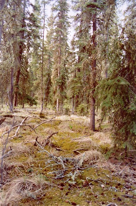 Free Picture Moss Lichen Vegetation Cover Boreal Forests Floor