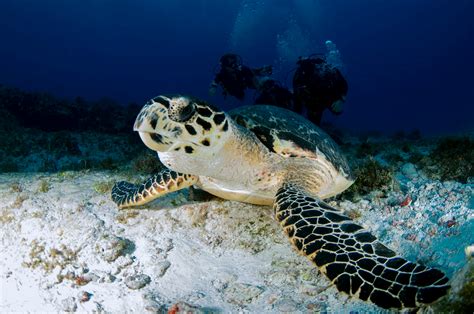 Underwater Photography of Turtle · Free Stock Photo