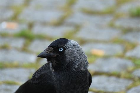 Kawka Corvus Monedula Kruk Ptak Darmowe Zdj Cie Na Pixabay Pixabay