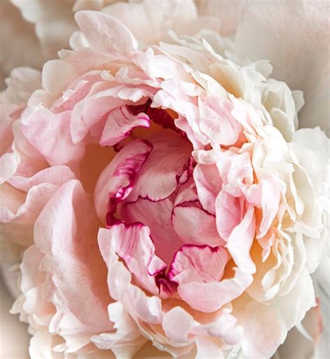 Premium Photo Fresh Light Pink Peony Flowers As A Natural Background