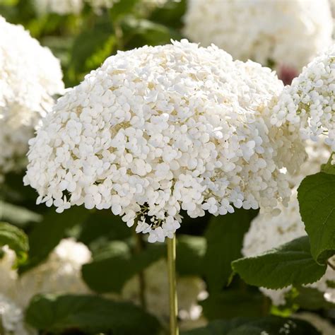 Hydrangea Arborescens Incrediball® White Flower Farm