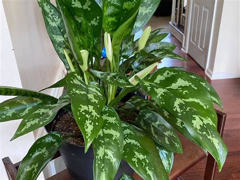 Chinese Evergreen Aglaonema Mature Live Indoor Houseplant Etsy