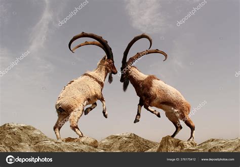 Beautiful Photo Two Mountain Goats Fighting Long Horns Standing Two