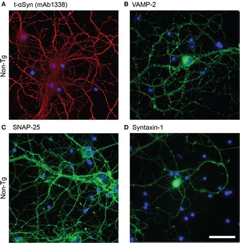 Frontiers In Situ Proximity Ligation Assay Reveals Co Localization Of