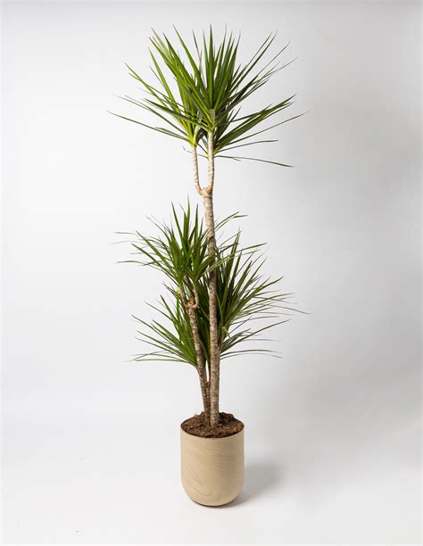 Comprar Dracaena Marginata Online Ypikue Store