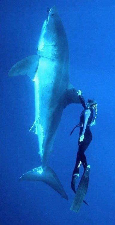 Ocean Ramsey Swimming With A Great White Shark She Is Known For Her