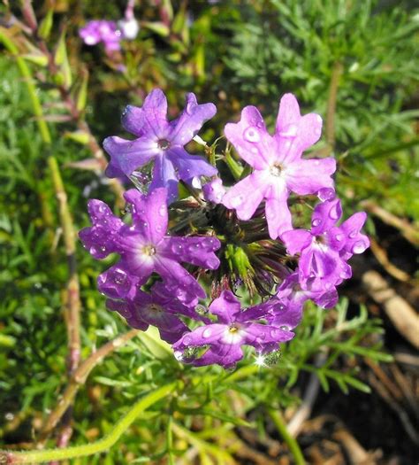 California Native Plants List The Arboretum