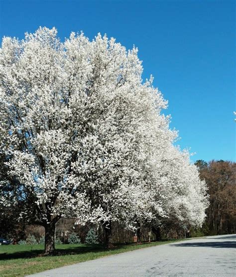 Ornamental Pear tree | Ornamental pear tree, Tree, Outdoor