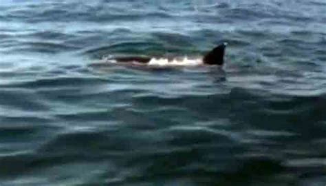 Footage of Shark Eating Dolphin Off Atlantic City Coast [VIDEO]