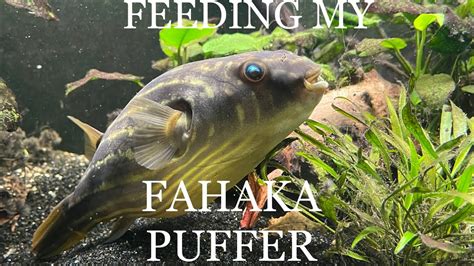 Feeding My Fahaka Puffer Night Crawlers Fish Pufferfish Fisheating