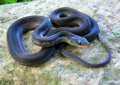 Eastern Garter Snake Crazy Morph Hamilton Cty Oh Flickr