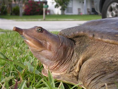 Chinese Softshell Turtle Alchetron The Free Social Encyclopedia