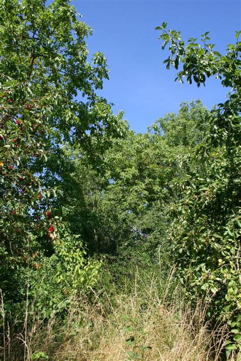 An Open Field With Lots Of Trees And Bushes