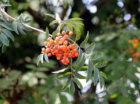 Vuurdoorn Pyracantha Gratis Foto Op Pixabay Pixabay