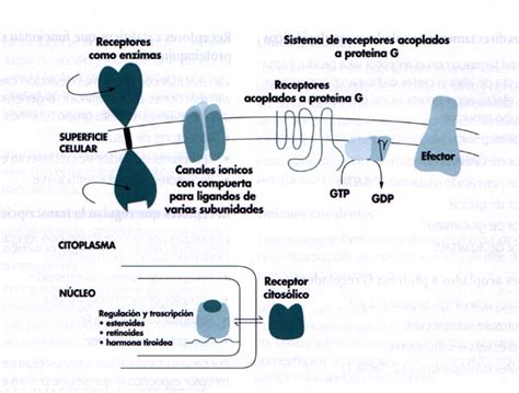 Receptores De F Rmacos
