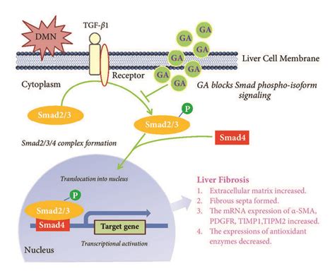 Schematic Of Dmn Induced Liver Fibrosis Through Activating The