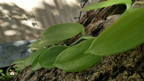 Guía para cultivar planta de vainilla en casa Actualizado enero 2025