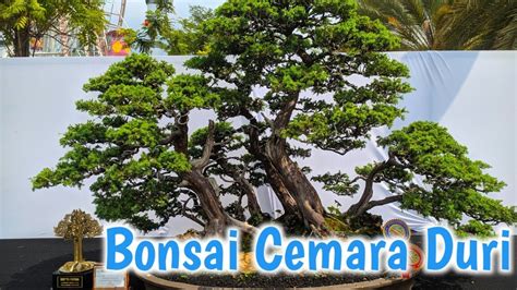 The Best Ten Bonsai Cemara Duri Youtube