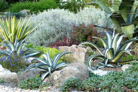 Agave Planter Cultiver Et Entretenir Jardinage Fleur Plante