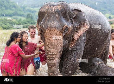 Elephant sanctuary in Thailand Stock Photo - Alamy