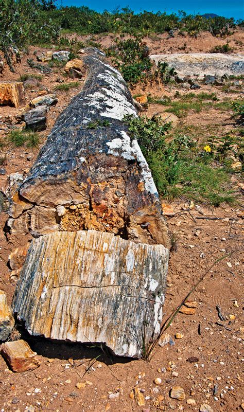 Travels In Geology Peru S Petrified Forest The Struggle To Study And