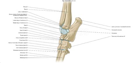 Dog - Osteology - Illustrations - Tarsus | Osteology, Medical ...