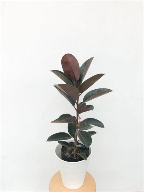 Ficus Elastica Burgundy - Plnt.co