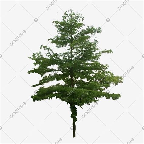 terminalia mantaly pohon ketapang cendana  pohon tanaman pohon
