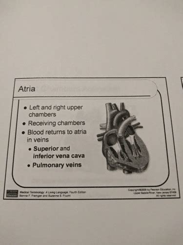 Chapter Cardiovascular System Flashcards Quizlet