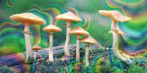 Psilocybin Health Benefits And Magic Mushrooms Microdosing Guide